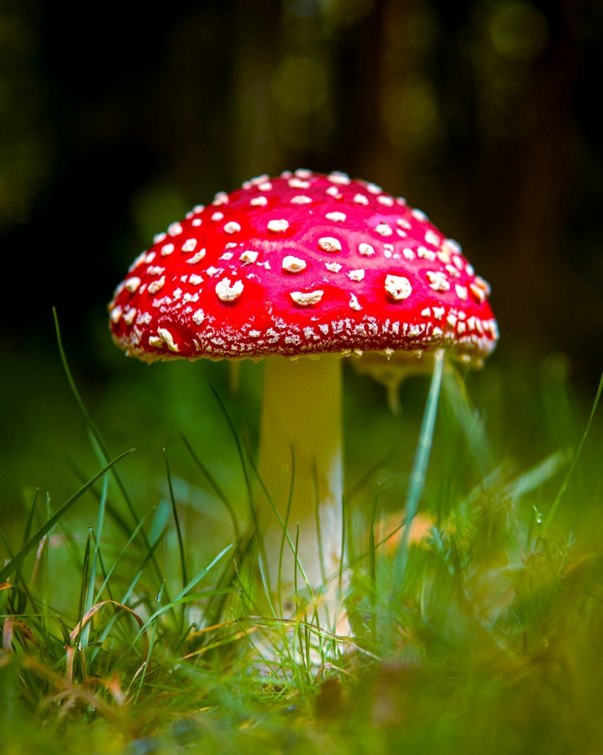 Could psychedelics transform how we treat depression?