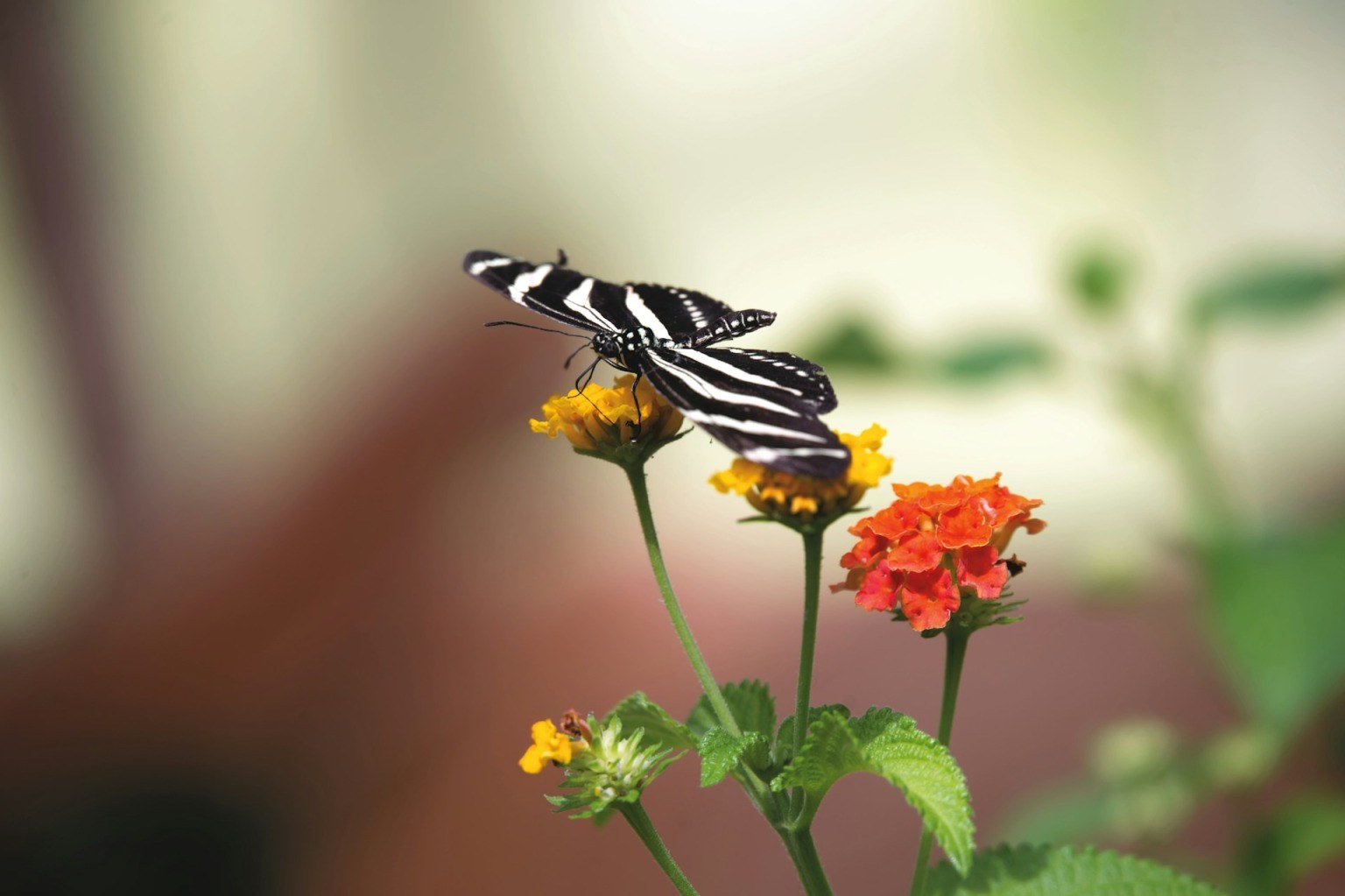 Every "Zebra" counts: why Rare Disease patients must not be ignored